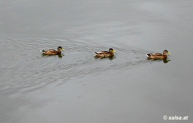 Salsaboot Saarbr�cken