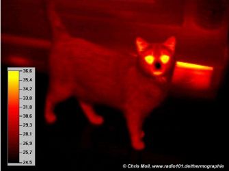 W&auml;rmestrahlung einer Katze